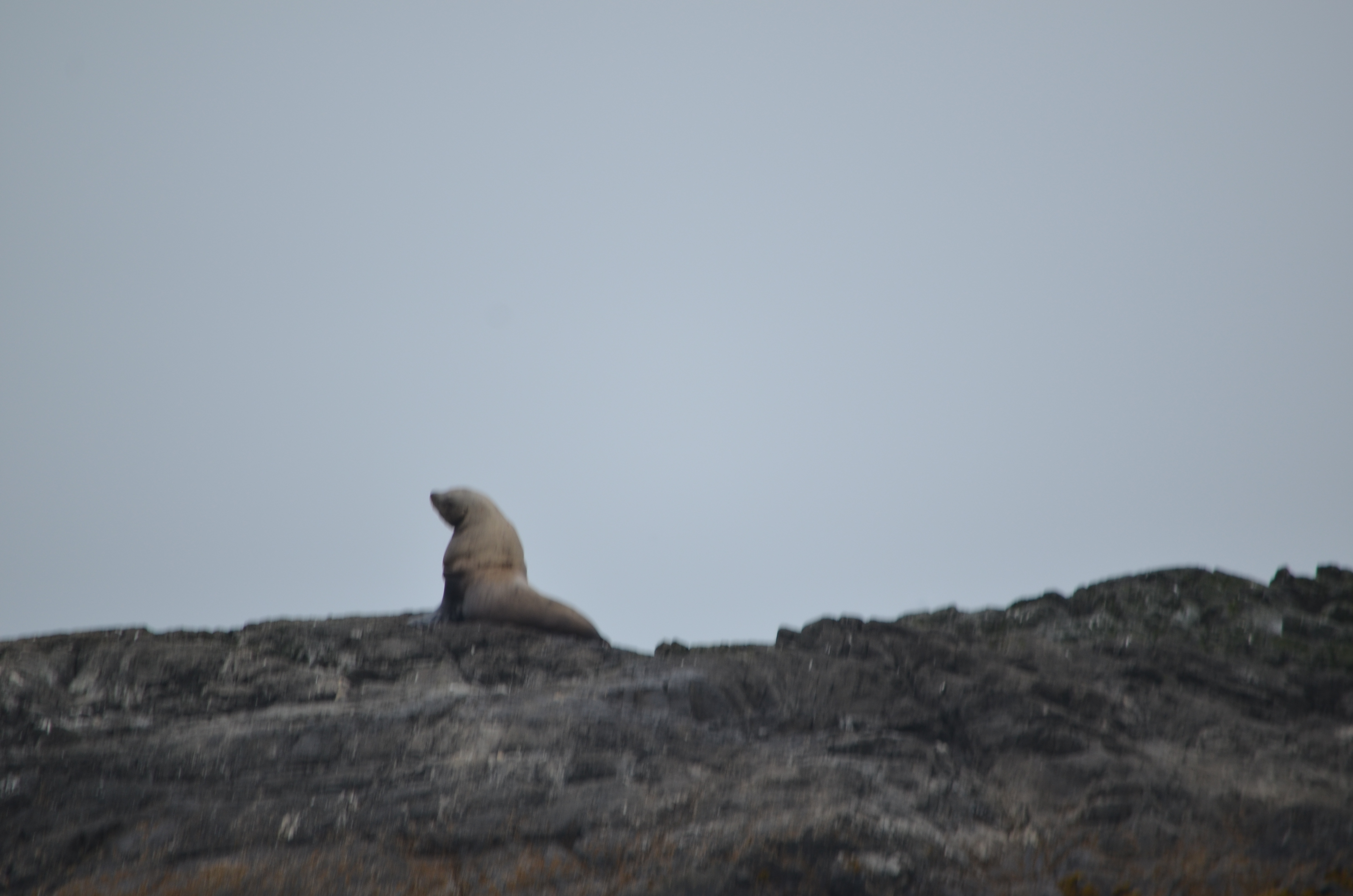 photos/wildlife/Mammal_Species/Steller Sea Lion/DSC_0356.JPG